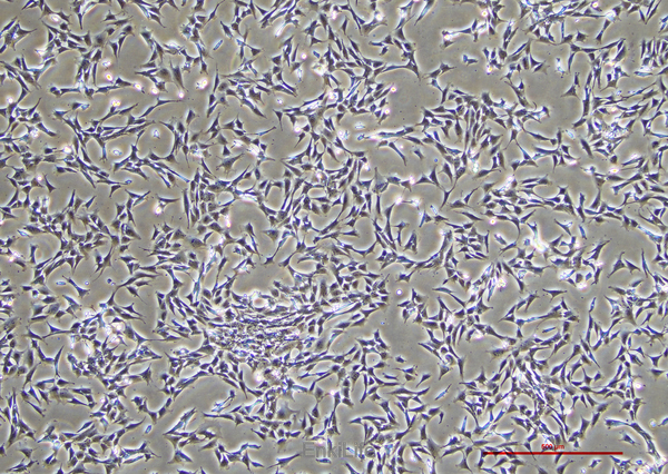小鼠主动脉血管平滑肌细胞MOVAS(种属鉴定) | EnkiLife恩玑生命