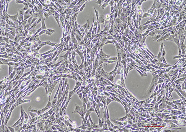 正常小鼠睾丸Sertoli细胞TM4(种属鉴定) | EnkiLife恩玑生命