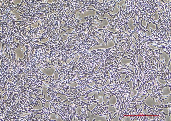正常小鼠睾丸Sertoli细胞TM4(种属鉴定) | EnkiLife恩玑生命