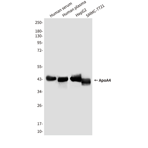 ApoA4 Mouse Monoclonal Antibody | 鼠单抗 | EnkiLife恩玑生命