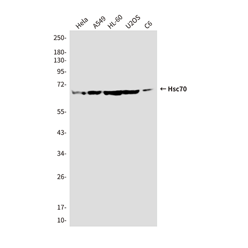 Hsc70 (5C2) Mouse Monoclonal Antibody | 鼠单抗 | EnkiLife恩玑生命