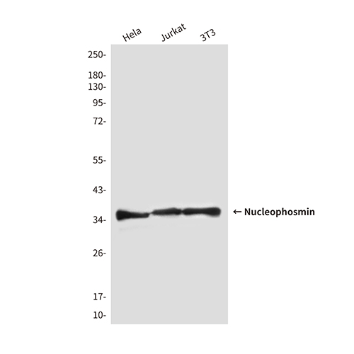 Nucleophosmin (2D9) Mouse Monoclonal Antibody | 鼠单抗 | EnkiLife恩玑生命