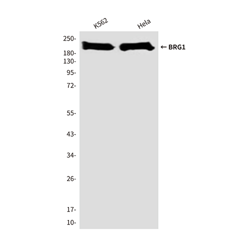BRG1 (4E11) Mouse Monoclonal Antibody | 鼠单抗 | EnkiLife恩玑生命