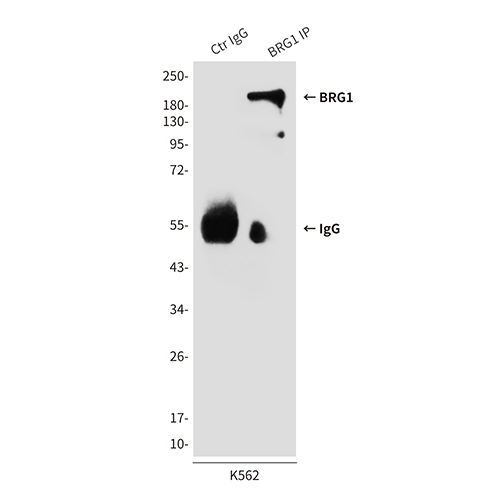 BRG1 (4E11) Mouse Monoclonal Antibody | 鼠单抗 | EnkiLife恩玑生命