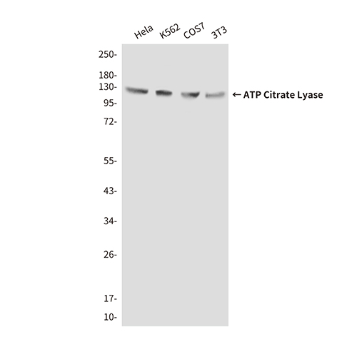 ATP Citrate Lyase (3D9) Mouse Monoclonal Antibody | 鼠单抗 | EnkiLife恩玑生命