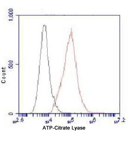 ATP Citrate Lyase (3D9) Mouse Monoclonal Antibody | 鼠单抗 | EnkiLife恩玑生命