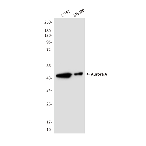 Aurora A (2E3) Mouse Monoclonal Antibody | 鼠单抗 | EnkiLife恩玑生命
