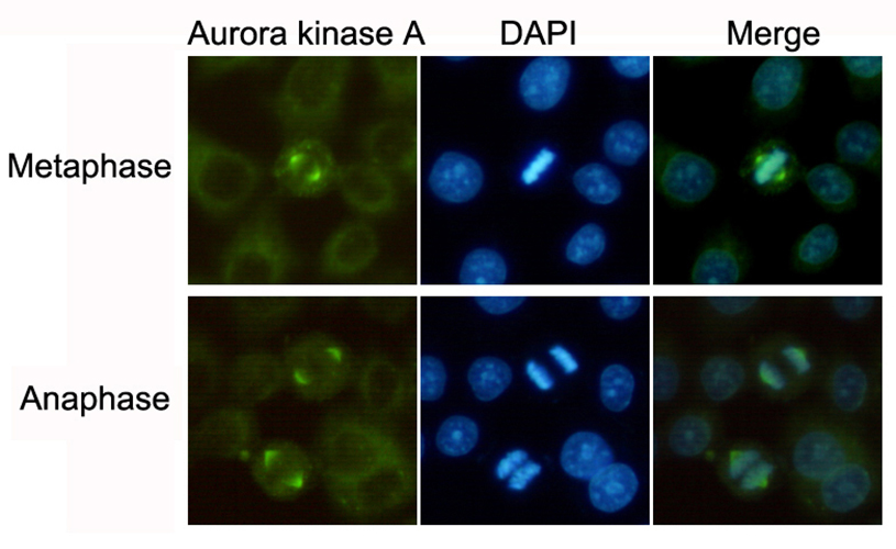 Aurora A (2E3) Mouse Monoclonal Antibody | 鼠单抗 | EnkiLife恩玑生命