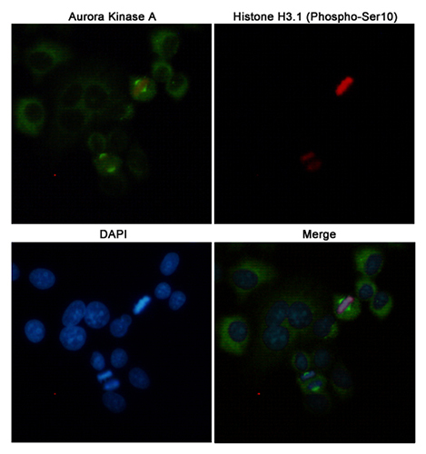 Aurora A (2E3) Mouse Monoclonal Antibody | 鼠单抗 | EnkiLife恩玑生命