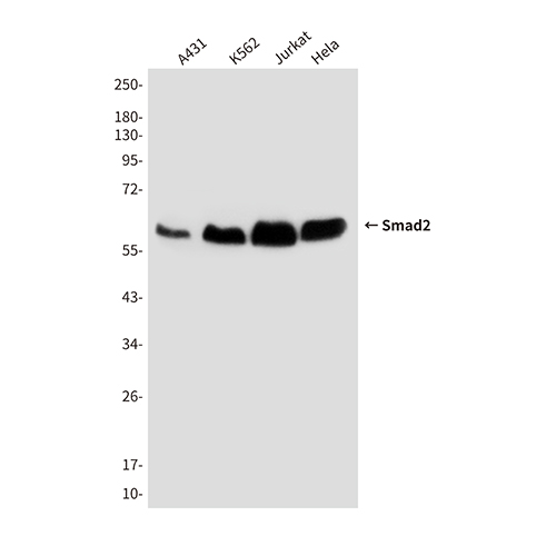 Smad2 (6H5) Mouse Monoclonal Antibody | 鼠单抗 | EnkiLife恩玑生命