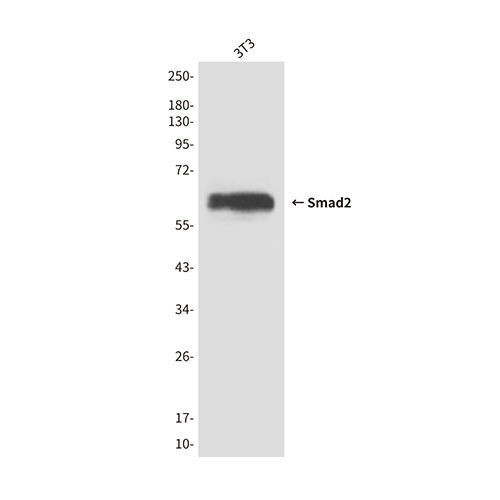 Smad2 (6H5) Mouse Monoclonal Antibody | 鼠单抗 | EnkiLife恩玑生命