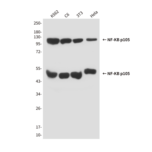 NF-KB p105 (5E3) Mouse Monoclonal Antibody | 鼠单抗 | EnkiLife恩玑生命