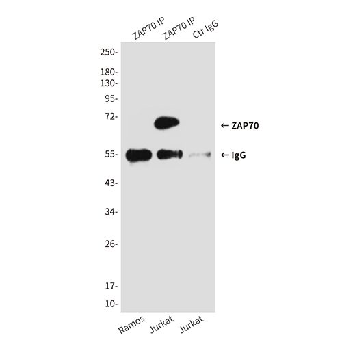 ZAP70 (4B2) Mouse Monoclonal Antibody | 鼠单抗 | EnkiLife恩玑生命