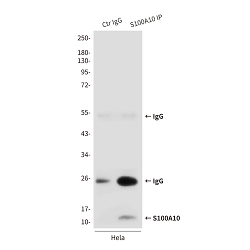 S100A10 (6F4) Mouse Monoclonal Antibody | 鼠单抗 | EnkiLife恩玑生命