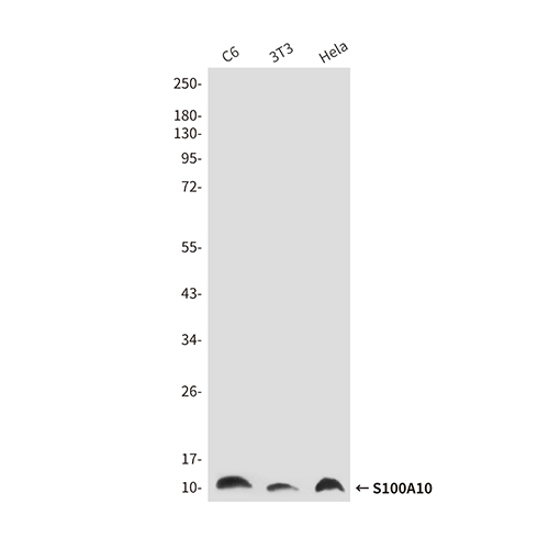 S100A10 (6F4) Mouse Monoclonal Antibody | 鼠单抗 | EnkiLife恩玑生命