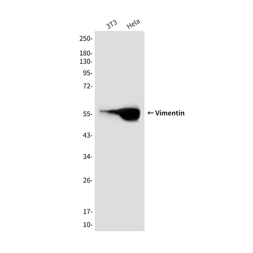 Vimentin (10E2) Mouse Monoclonal Antibody | 鼠单抗 | EnkiLife恩玑生命