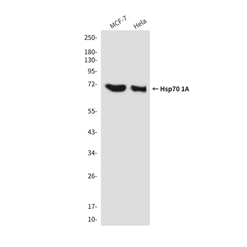 Hsp70 1A (1D9) Mouse Monoclonal Antibody | 鼠单抗 | EnkiLife恩玑生命