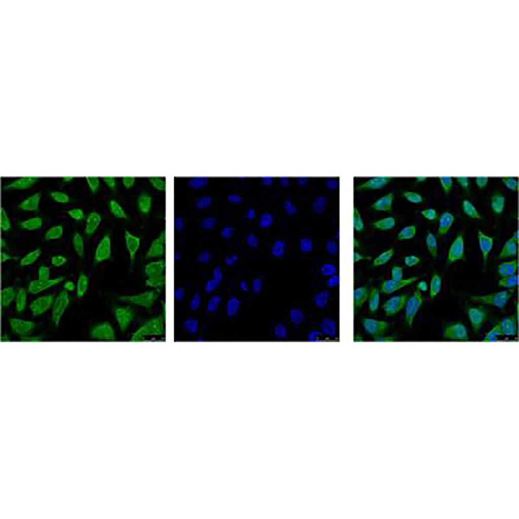 Hsp70 1A (1D9) Mouse Monoclonal Antibody | 鼠单抗 | EnkiLife恩玑生命