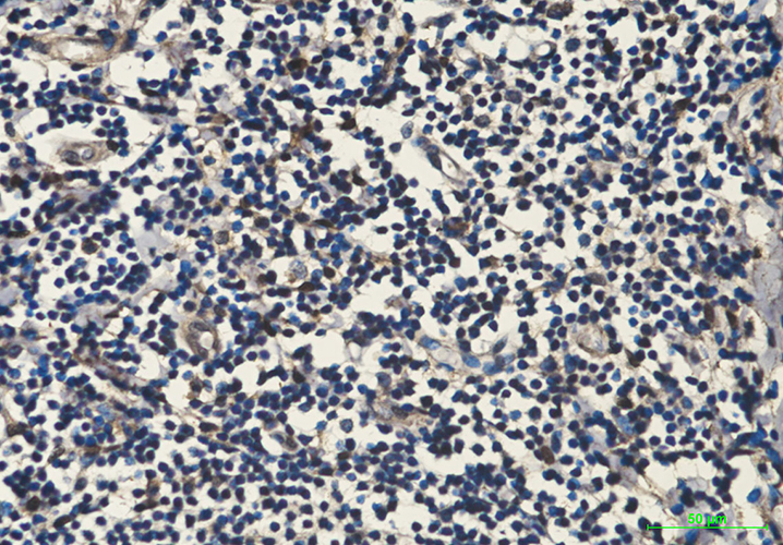 Hsp70 1A (1D9) Mouse Monoclonal Antibody | 鼠单抗 | EnkiLife恩玑生命