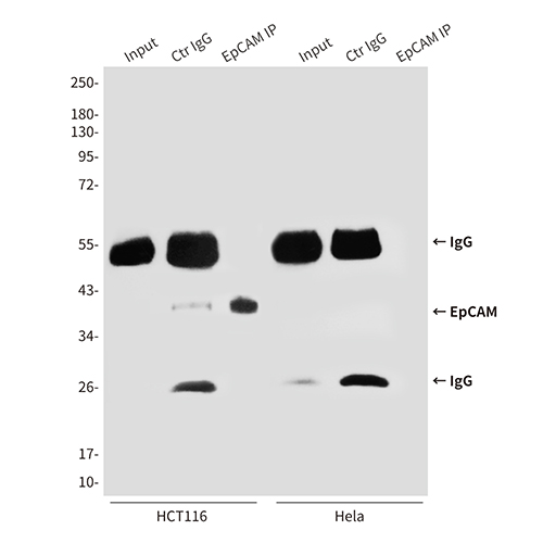 EpCAM (1D5) Mouse Monoclonal Antibody | 鼠单抗 | EnkiLife恩玑生命