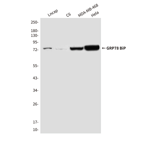 GRP78 BiP (9E4) Mouse Monoclonal Antibody | 鼠单抗 | EnkiLife恩玑生命