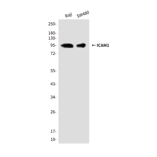ICAM1 (1C7) Mouse Monoclonal Antibody | 鼠单抗 | EnkiLife恩玑生命