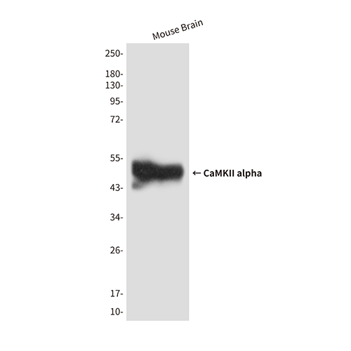 CaMKII alpha (5D9) Mouse Monoclonal Antibody | 鼠单抗 | EnkiLife恩玑生命