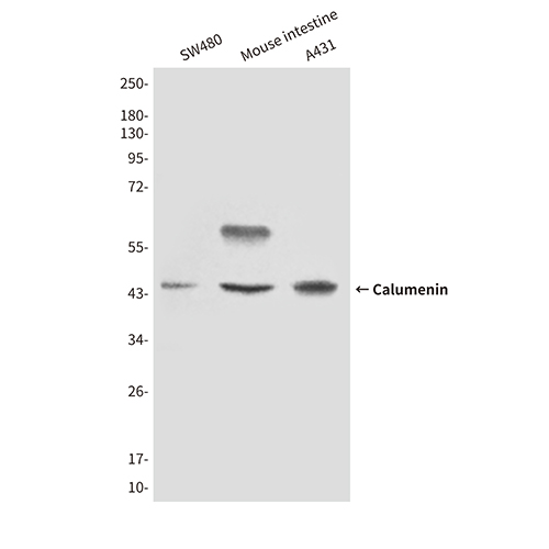 Calumenin (4C6) Mouse Monoclonal Antibody | 鼠单抗 | EnkiLife恩玑生命