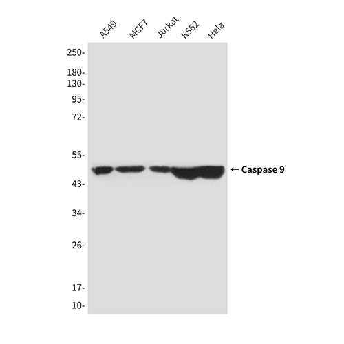 Caspase 9 (1D1) Mouse Monoclonal Antibody | 鼠单抗 | EnkiLife恩玑生命