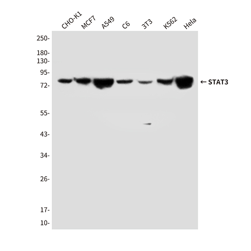 STAT3 (4C8) Mouse Monoclonal Antibody | 鼠单抗 | EnkiLife恩玑生命