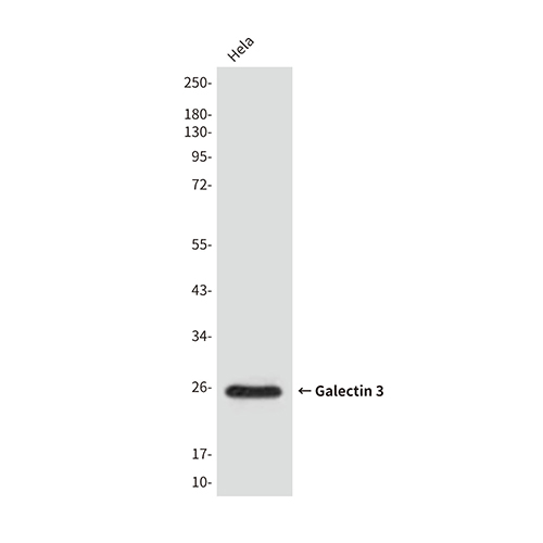 Galectin 3 (4B2) Mouse Monoclonal Antibody | 鼠单抗 | EnkiLife恩玑生命