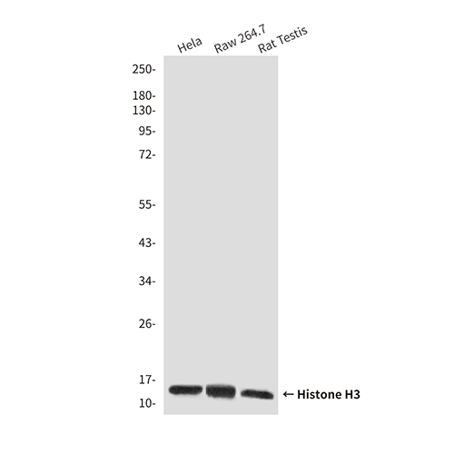 Histone H3 (10A10) Mouse Monoclonal Antibody | 鼠单抗 | EnkiLife恩玑生命