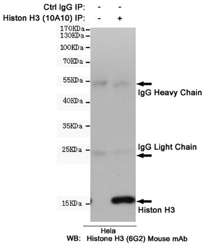 Histone H3 (10A10) Mouse Monoclonal Antibody | 鼠单抗 | EnkiLife恩玑生命