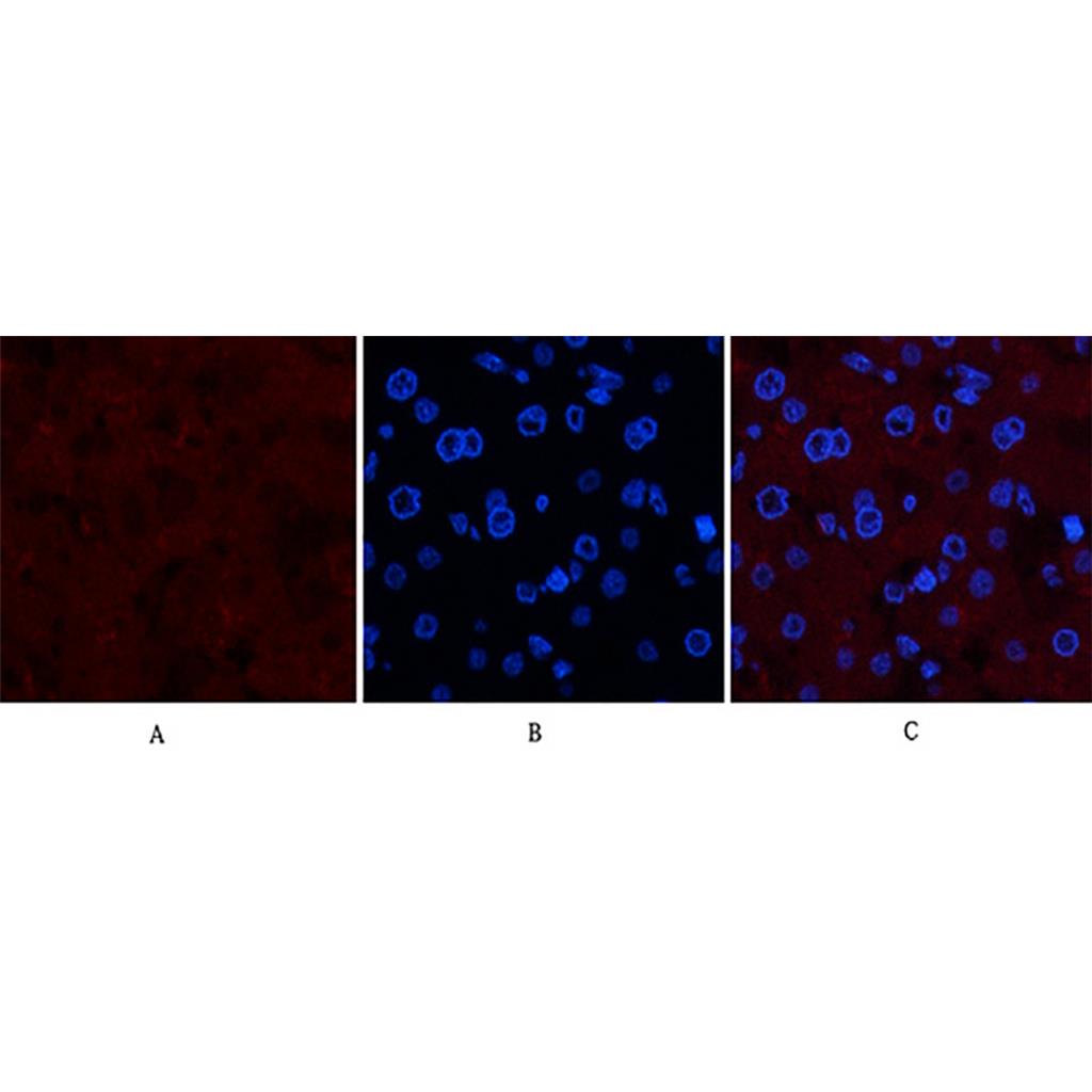 Collagen IV(8E5)Mouse Monoclonal Antibody | 鼠单抗 | EnkiLife恩玑生命
