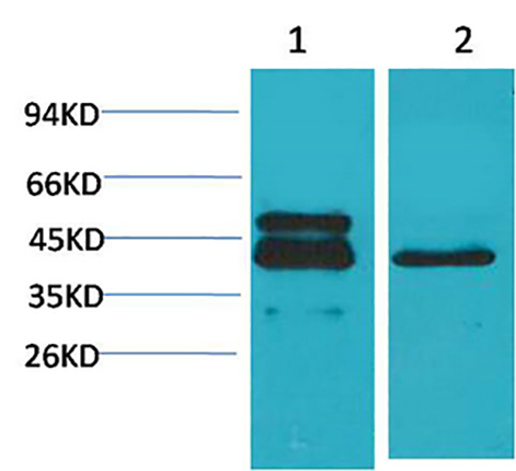 CREB-1(4B4)Mouse Monoclonal Antibody | 鼠单抗 | EnkiLife恩玑生命