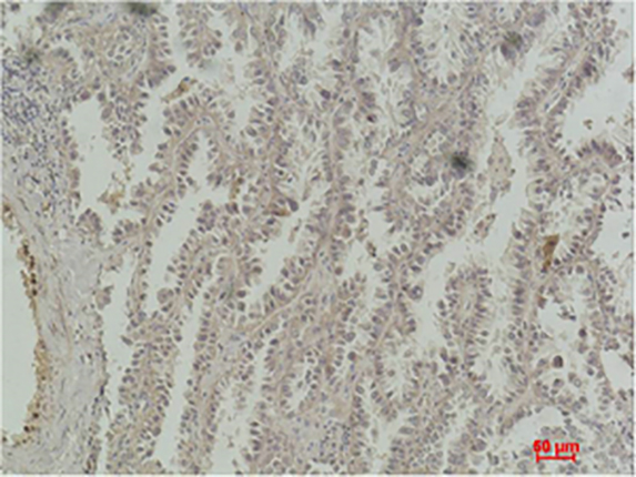 CREB-1(4B4)Mouse Monoclonal Antibody | 鼠单抗 | EnkiLife恩玑生命