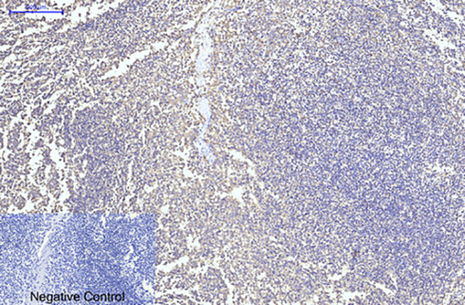 CYCS(4B10)Mouse Monoclonal Antibody | 鼠单抗 | EnkiLife恩玑生命