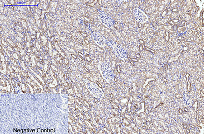 CYCS(4B10)Mouse Monoclonal Antibody | 鼠单抗 | EnkiLife恩玑生命