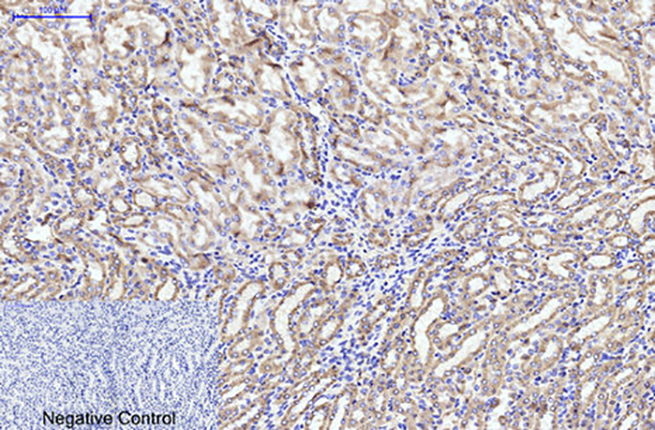 CYCS(4B10)Mouse Monoclonal Antibody | 鼠单抗 | EnkiLife恩玑生命
