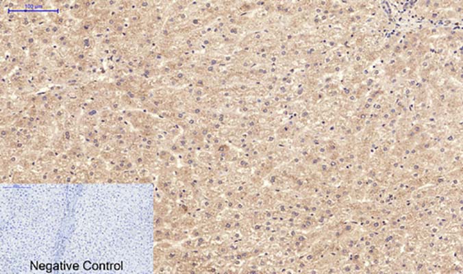 NBR1(7C3)Mouse Monoclonal Antibody | 鼠单抗 | EnkiLife恩玑生命