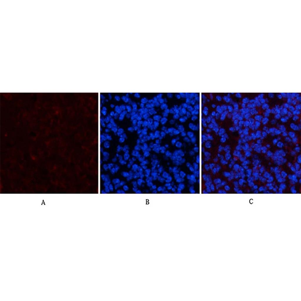 PDGFRα(7A3)Mouse Monoclonal Antibody | 鼠单抗 | EnkiLife恩玑生命