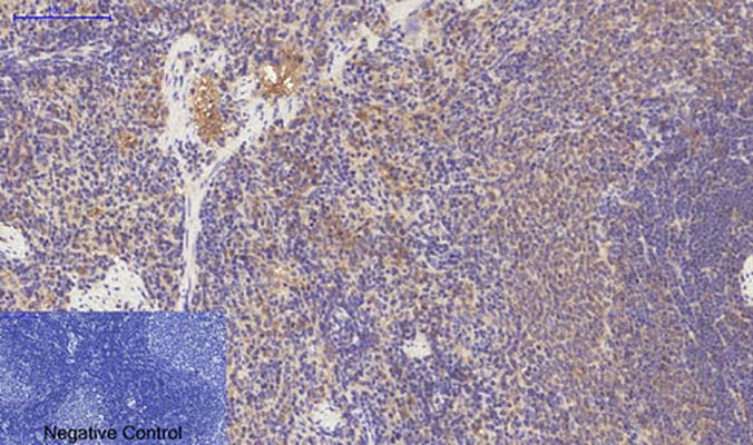 PDGFRα(7A3)Mouse Monoclonal Antibody | 鼠单抗 | EnkiLife恩玑生命