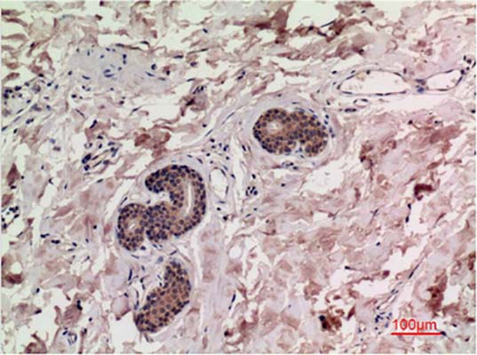 Smad3(4C9)Mouse Monoclonal Antibody | 鼠单抗 | EnkiLife恩玑生命
