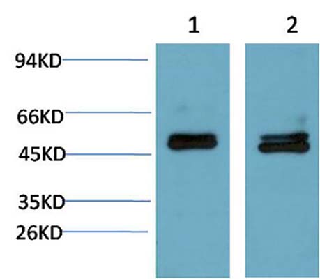 Smad3(4C9)Mouse Monoclonal Antibody | 鼠单抗 | EnkiLife恩玑生命