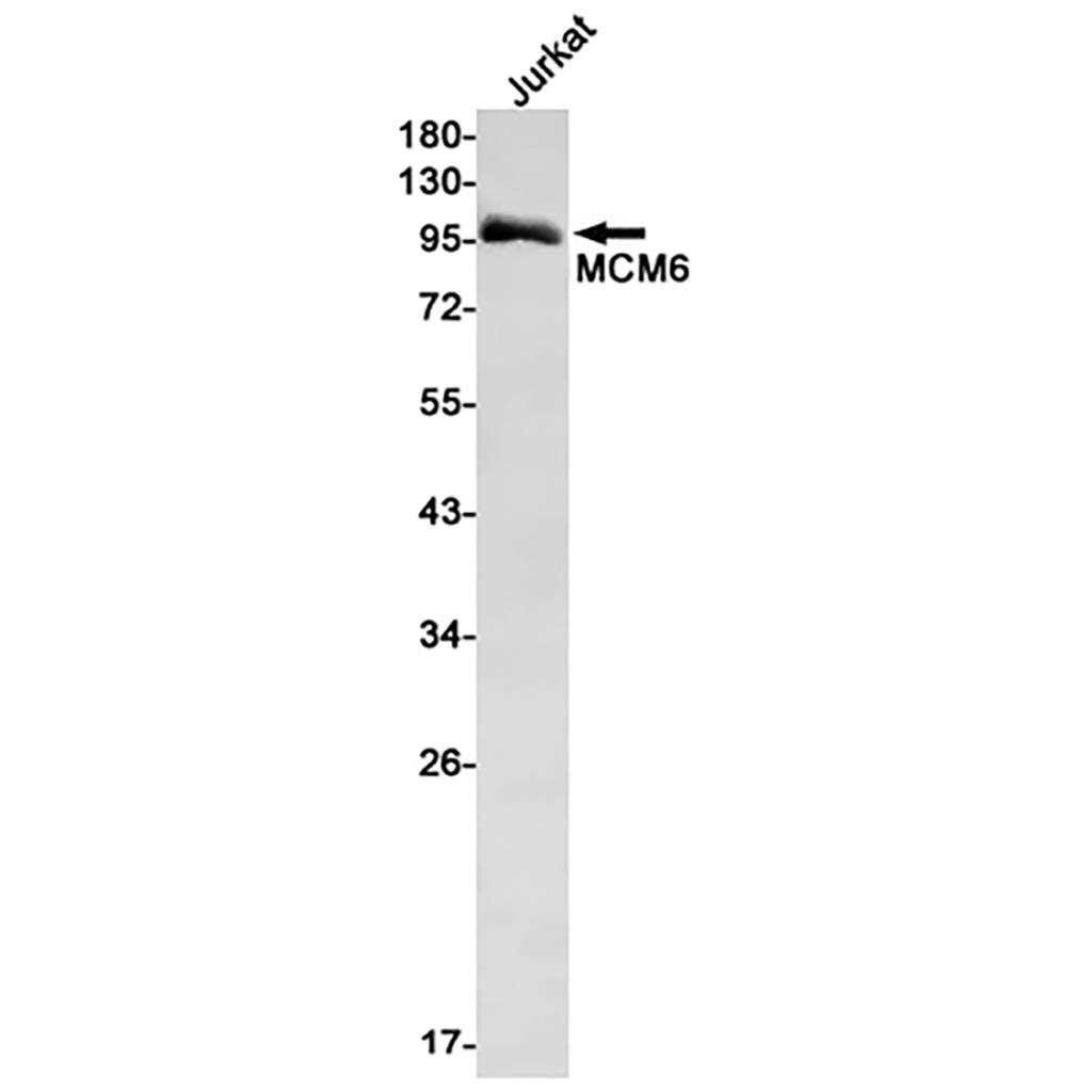 MCM6 Rabbit Monoclonal Antibody | 兔单抗 | EnkiLife恩玑生命