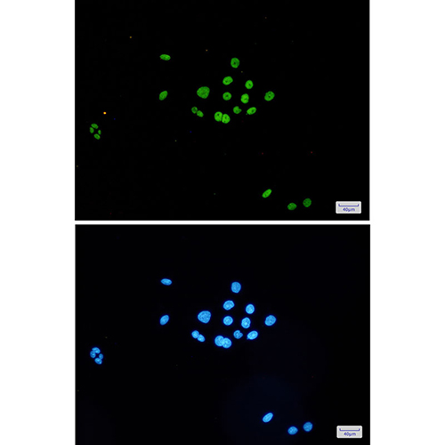 MCM6 Rabbit Monoclonal Antibody | 兔单抗 | EnkiLife恩玑生命
