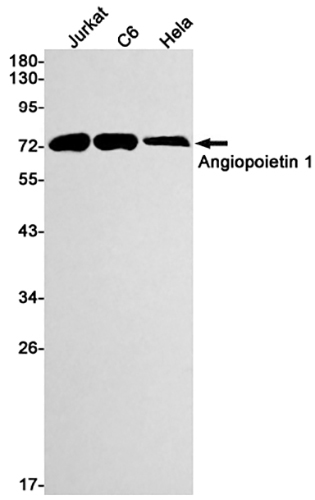 Angiopoietin 1 Rabbit Monoclonal Antibody | 兔单抗 | EnkiLife恩玑生命