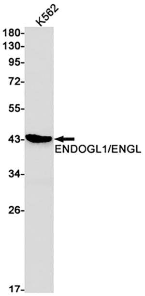 ENDOGL1 Rabbit Monoclonal Antibody | 兔单抗 | EnkiLife恩玑生命