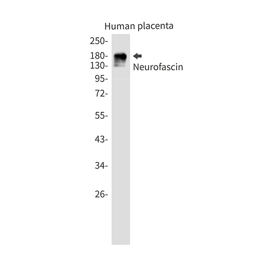 Neurofascin Rabbit Monoclonal Antibody | 兔单抗 | EnkiLife恩玑生命