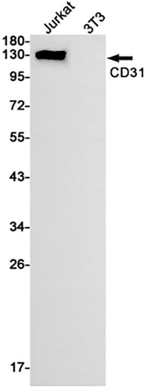 CD31 Rabbit Monoclonal Antibody | 兔单抗 | EnkiLife恩玑生命